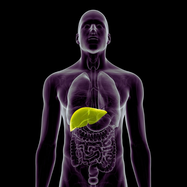 Anatomical illustration of a human body with the liver highlighted in yellow on a black background.