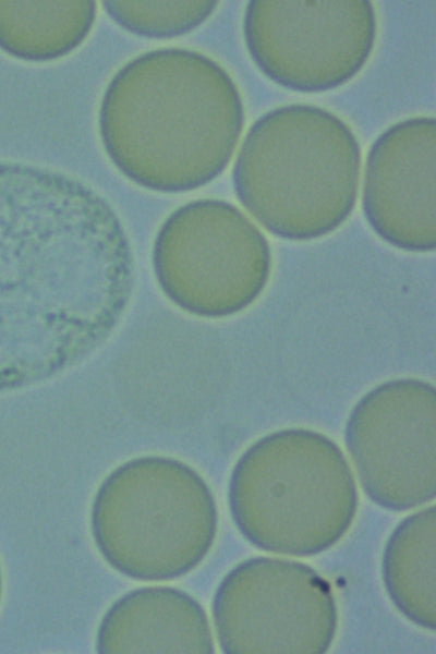 Microscopic view of live blood cells 