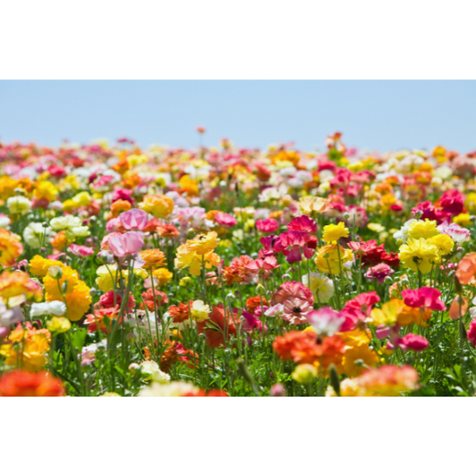 Live Like You Mean It! REBOOT 4 Week Online Group Coaching Program.
Reclaim Your Calm. Reconnect With Yourself. Reset Your Life.
