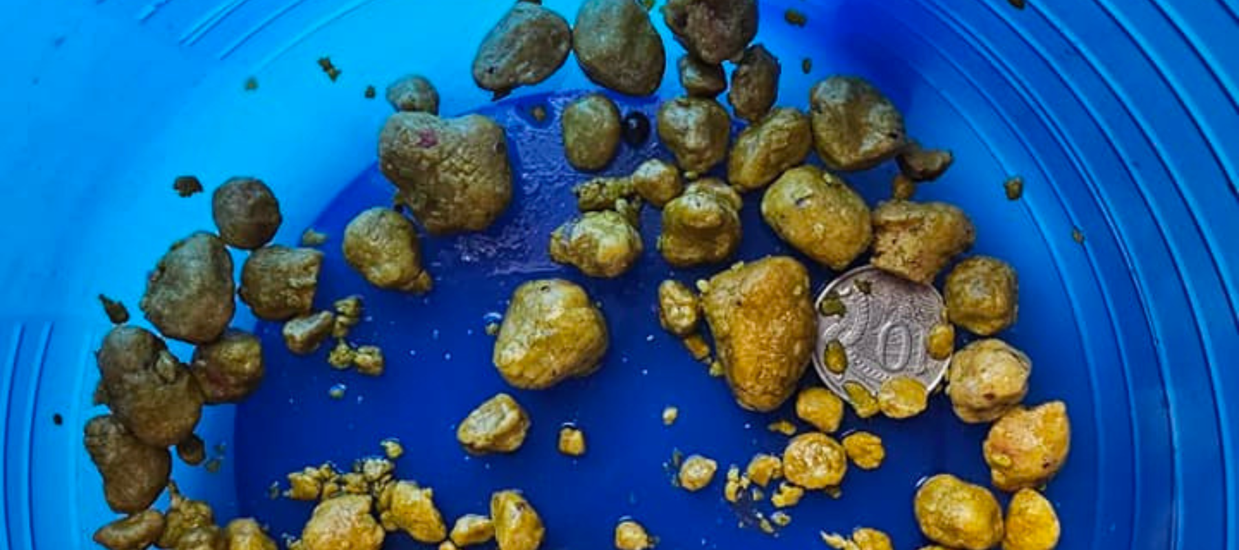 Blue bucket filled with stones released from the liver & gallbladder as part of Renew Health Co.'s pure protocol. 