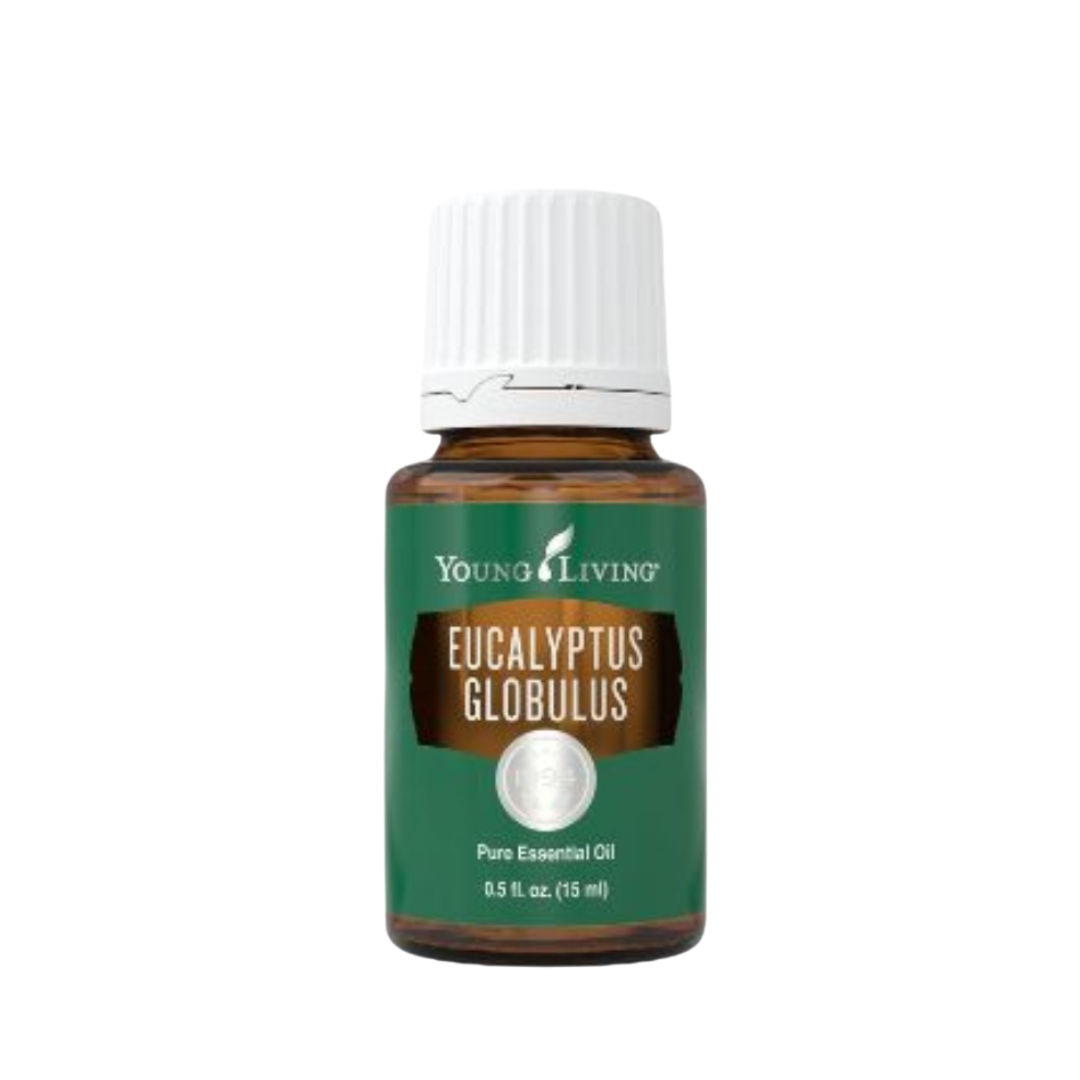 Young Living Eucalyptus Globulus Essential Oil 15ml amber bottle front view pure therapeutic grade.
